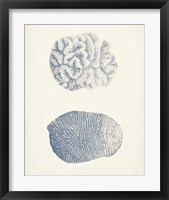 Framed 'Antique Coral Collection VII' border=