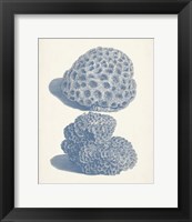 Framed 'Antique Coral Collection VIII' border=