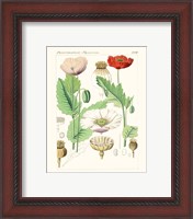 Framed 'Bright Botanicals II' border=