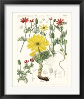 Framed 'Bright Botanicals IV' border=