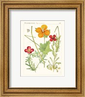 Framed 'Bright Botanicals V' border=