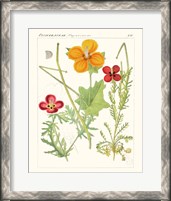 Framed 'Bright Botanicals V' border=