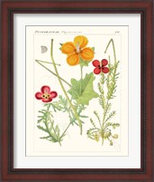 Framed 'Bright Botanicals V' border=