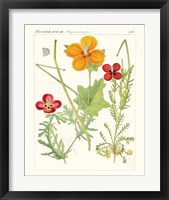 Framed 'Bright Botanicals V' border=