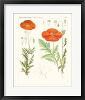 Bright Botanicals VI Framed Print