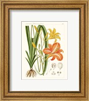 Framed 'Bright Botanicals VIII' border=