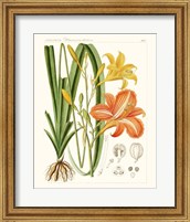 Framed Bright Botanicals VIII