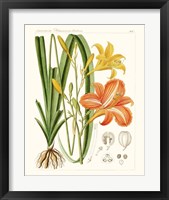 Framed 'Bright Botanicals VIII' border=