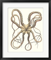 Framed Antique Octopus Collection IV