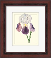 Framed 'Purple Irises I' border=