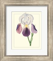 Framed 'Purple Irises I' border=