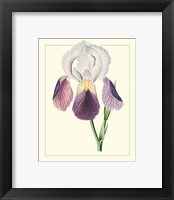 Framed 'Purple Irises I' border=