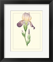 Framed 'Purple Irises III' border=