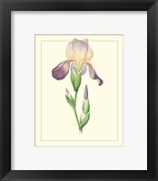 Framed 'Purple Irises III' border=