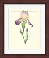 Framed 'Purple Irises III' border=