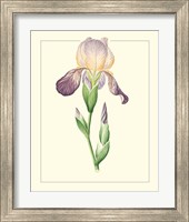 Framed 'Purple Irises III' border=