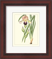 Framed 'Purple Irises IV' border=