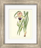 Framed 'Purple Irises IV' border=