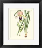 Framed 'Purple Irises IV' border=