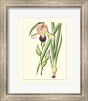 Framed 'Purple Irises IV' border=