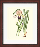 Framed 'Purple Irises IV' border=