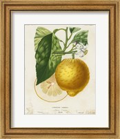 Framed 'French Lemon I' border=