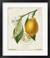 French Lemon II Framed Print