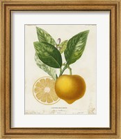 Framed 'French Lemon III' border=