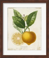 Framed French Lemon III