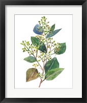 Framed 'Seeded Eucalyptus II' border=