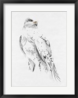 Framed Gyrfalcon II