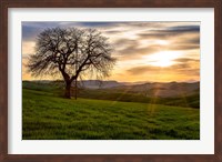 Framed Tree