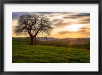 Framed Tree