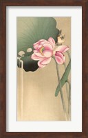 Framed Songbird and Lotus, 1900-1936