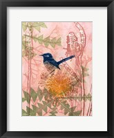 Framed Little Blue Wren