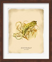 Framed Chameleopard