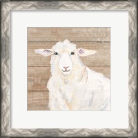 Framed 'Sheep' border=