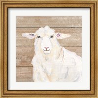 Framed 'Sheep' border=