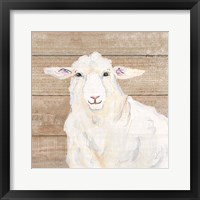 Sheep Framed Print