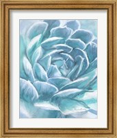 Framed 'Aqua Succulent' border=