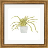 Framed 'Potted Fern IV' border=