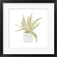 Potted Fern V Framed Print