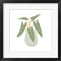 Framed Philodendron Billietiae II