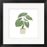 Framed 'Philodendron Gloriosum II' border=