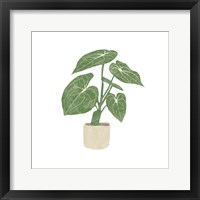 Framed 'Philodendron Gloriosum II' border=