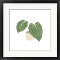 Framed Philodendron Gloriosum III