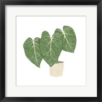 Philodendron Gloriosum IV Framed Print