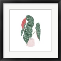 Framed Polka Dot Begonia I