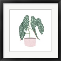 Framed Polka Dot Begonia III