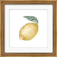 Framed 'Citrus Limon I' border=